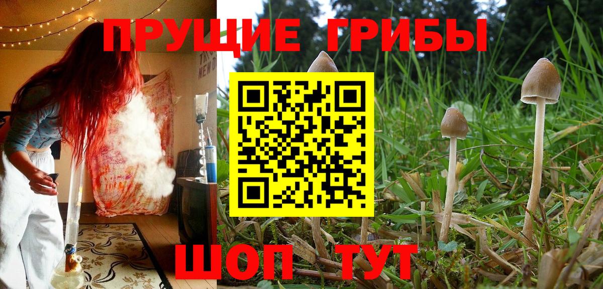 Галлюциногенные грибы GOLDEN TEACHER Шатура